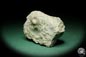 Preview: Paleocyclus porpita (16063) a coral from Sweden | Fossils | Corals