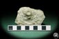 Preview: Paleocyclus porpita (16063) a coral from Sweden | Fossils | Corals