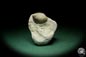 Preview: Atrypoidea prunum (16069) a shell from Sweden | Fossils | Shells & Brachiopods