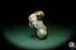 Preview: Atrypoidea prunum (16069) a shell from Sweden | Fossils | Shells & Brachiopods