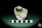 Preview: Atrypoidea prunum (16069) a shell from Sweden | Fossils | Shells & Brachiopods