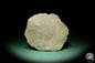 Preview: Heliolites spec. (16074) a coral from Sweden | Fossils | Corals