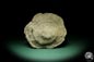 Preview: Heliolites spec. (16074) a coral from Sweden | Fossils | Corals