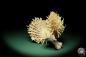 Preview: Spondylus variegatus (16140) a shell from Philippines | Conchylia | Shells & Brachiopods