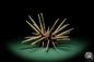 Preview: Phyllacanthus imperialis (16193) a echinoderm from Philippines | Conchylia | Starfish & Sea urchin