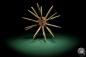 Preview: Phyllacanthus imperialis (16193) a echinoderm from Philippines | Conchylia | Starfish & Sea urchin