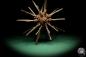 Preview: Phyllacanthus imperialis (16195) a echinoderm from Philippines | Conchylia | Starfish & Sea urchin