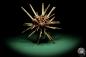 Preview: Phyllacanthus imperialis (16197) a echinoderm from Philippines | Conchylia | Starfish & Sea urchin