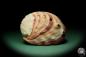 Preview: Haliotis rufescens (16227) a snail from USA | Conchylia | Snails