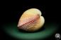 Preview: Maoricardium pseudolima (16232) a shell from East Africa | Conchylia | Shells & Brachiopods