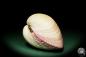 Preview: Maoricardium pseudolima (16232) a shell from East Africa | Conchylia | Shells & Brachiopods