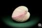 Preview: Maoricardium pseudolima (16233) a shell from East Africa | Conchylia | Shells & Brachiopods