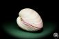 Preview: Maoricardium pseudolima (16233) a shell from East Africa | Conchylia | Shells & Brachiopods