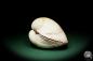 Preview: Maoricardium pseudolima (16235) a shell from East Africa | Conchylia | Shells & Brachiopods