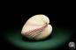 Preview: Maoricardium pseudolima (16235) a shell from East Africa | Conchylia | Shells & Brachiopods