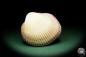 Preview: Maoricardium pseudolima (16236) a shell from East Africa | Conchylia | Shells & Brachiopods