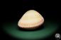 Preview: Maoricardium pseudolima (16236) a shell from East Africa | Conchylia | Shells & Brachiopods