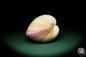 Preview: Maoricardium pseudolima (16236) a shell from East Africa | Conchylia | Shells & Brachiopods