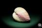 Preview: Maoricardium pseudolima (16239) a shell from East Africa | Conchylia | Shells & Brachiopods