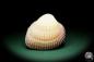 Preview: Maoricardium pseudolima (16243) a shell from East Africa | Conchylia | Shells & Brachiopods