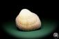 Preview: Maoricardium pseudolima (16243) a shell from East Africa | Conchylia | Shells & Brachiopods