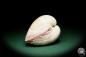 Preview: Maoricardium pseudolima (16243) a shell from East Africa | Conchylia | Shells & Brachiopods