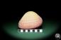 Preview: Maoricardium pseudolima (16244) a shell from East Africa | Conchylia | Shells & Brachiopods