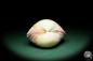 Preview: Maoricardium pseudolima (16245) a shell from East Africa | Conchylia | Shells & Brachiopods