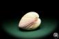 Preview: Maoricardium pseudolima (16245) a shell from East Africa | Conchylia | Shells & Brachiopods