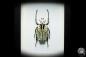 Preview: Goliathus orientalis (16416) a beetle from Africa | Taxidermy | Beetles