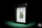 Preview: Goliathus orientalis a beetle