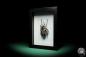 Preview: Goliathus goliatus var. conspersus (16421) a beetle from Africa | Taxidermy | Beetles