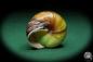 Preview: Asperitas bimaensis cochlostyloides (16518) a snail from Indonesia | Conchylia | Snails