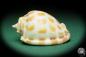 Preview: Phalium areola (16552) a snail from Indo-Pacific | Conchylia | Snails