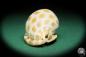 Preview: Phalium areola (16552) a snail from Indo-Pacific | Conchylia | Snails