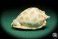 Preview: Phalium areola (16552) a snail from Indo-Pacific | Conchylia | Snails