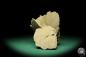 Preview: Gypsum XX (16843) a mineral from Namibia | Minerals | Global