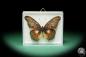 Preview: Cethosia myrina ein Schmetterling