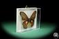 Preview: Cethosia myrina ein Schmetterling