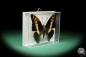 Preview: Charaxes castor (17200) a butterfly from Africa | Taxidermy | Butterflies