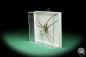 Preview: Lycosidae ssp. (17204) a arachnid from Malaysia | Taxidermy | Spiders & Scorpions