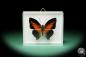 Preview: Charaxes zingha (17211) a butterfly from Africa | Taxidermy | Butterflies