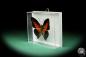 Preview: Charaxes zingha (17211) a butterfly from Africa | Taxidermy | Butterflies