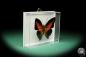 Preview: Charaxes zingha (17211) a butterfly from Africa | Taxidermy | Butterflies