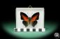 Preview: Charaxes zingha (17211) a butterfly from Africa | Taxidermy | Butterflies