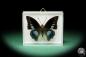 Preview: Charaxes imperialis (17217) a butterfly from Africa | Taxidermy | Butterflies