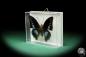 Preview: Charaxes imperialis (17217) a butterfly from Africa | Taxidermy | Butterflies