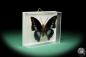 Preview: Charaxes imperialis (17217) a butterfly from Africa | Taxidermy | Butterflies