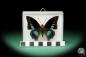 Preview: Charaxes imperialis (17217) a butterfly from Africa | Taxidermy | Butterflies