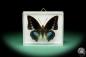 Preview: Charaxes imperialis ein Schmetterling